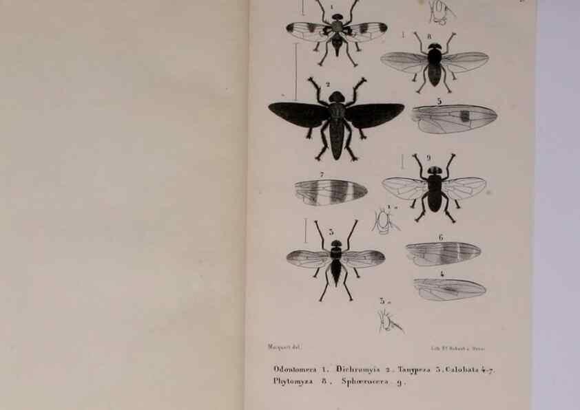 Reproducción/Reproduction 48602042776: Diptères exotiques nouveaux ou peu connus. Paris :Roret,1838-[43]. 