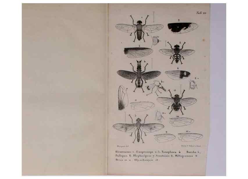 Reproducción/Reproduction 48602043051: Diptères exotiques nouveaux ou peu connus. Paris :Roret,1838-[43]. 