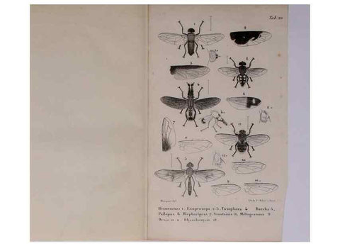 Reproducción/Reproduction 48602043051: Diptères exotiques nouveaux ou peu connus. Paris :Roret,1838-[43]. 