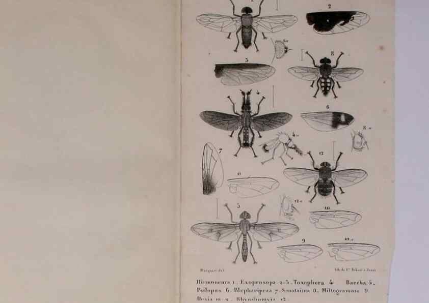 Reproducción/Reproduction 48602043051: Diptères exotiques nouveaux ou peu connus. Paris :Roret,1838-[43]. 