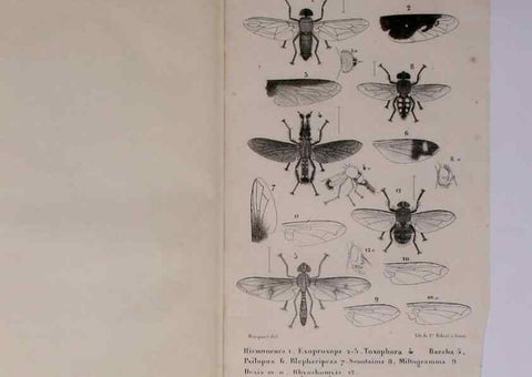 Reproducción/Reproduction 48602043051: Diptères exotiques nouveaux ou peu connus. Paris :Roret,1838-[43]. 