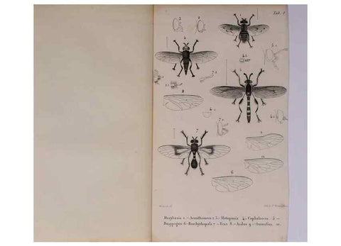 Reproducción/Reproduction 48602179337: Diptères exotiques nouveaux ou peu connus. Paris :Roret,1838-[43]. 