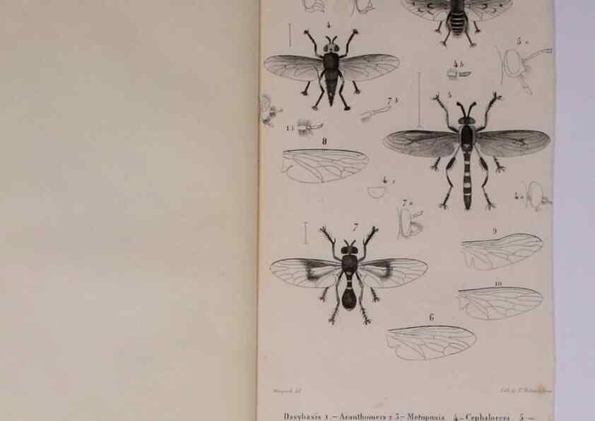 Reproducción/Reproduction 48602179337: Diptères exotiques nouveaux ou peu connus. Paris :Roret,1838-[43]. 