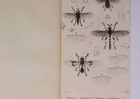 Reproducción/Reproduction 48602179337: Diptères exotiques nouveaux ou peu connus. Paris :Roret,1838-[43]. 