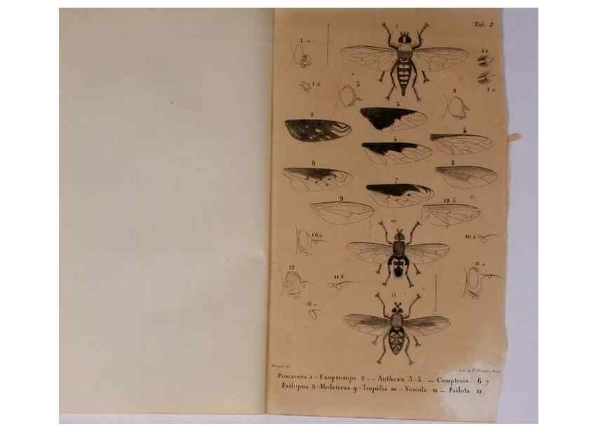 Reproducción/Reproduction 48602179522: Diptères exotiques nouveaux ou peu connus. Paris :Roret,1838-[43]. 