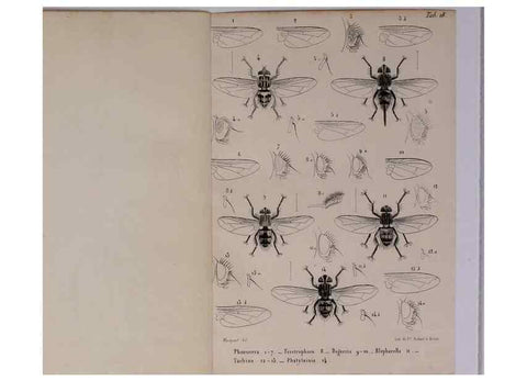 Reproducción/Reproduction 48602095156: Diptères exotiques nouveaux ou peu connus. Paris :Roret,1838-[43]. 