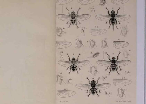 Reproducción/Reproduction 48602095156: Diptères exotiques nouveaux ou peu connus. Paris :Roret,1838-[43]. 