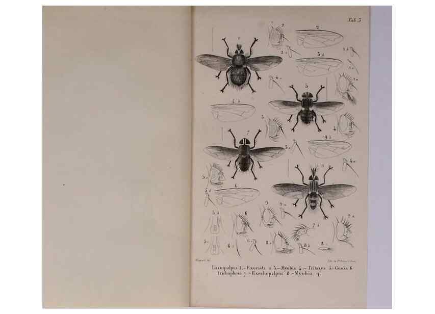 Reproducción/Reproduction 48602043766: Diptères exotiques nouveaux ou peu connus. Paris :Roret,1838-[43]. 