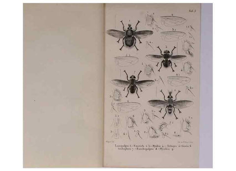 Reproducción/Reproduction 48602043766: Diptères exotiques nouveaux ou peu connus. Paris :Roret,1838-[43]. 