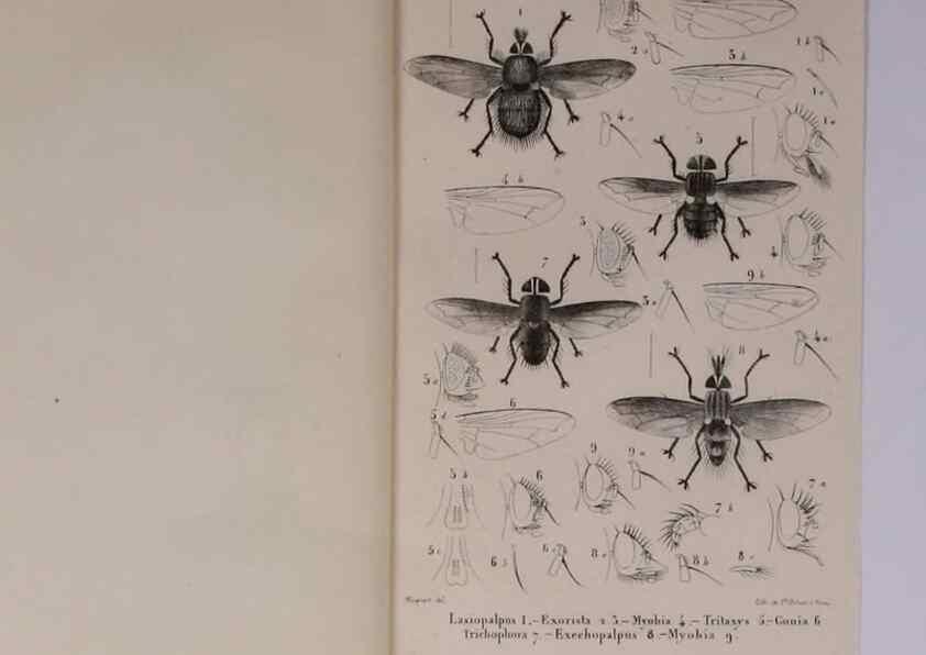 Reproducción/Reproduction 48602043766: Diptères exotiques nouveaux ou peu connus. Paris :Roret,1838-[43]. 