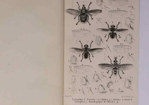 Reproducción/Reproduction 48602043766: Diptères exotiques nouveaux ou peu connus. Paris :Roret,1838-[43]. 