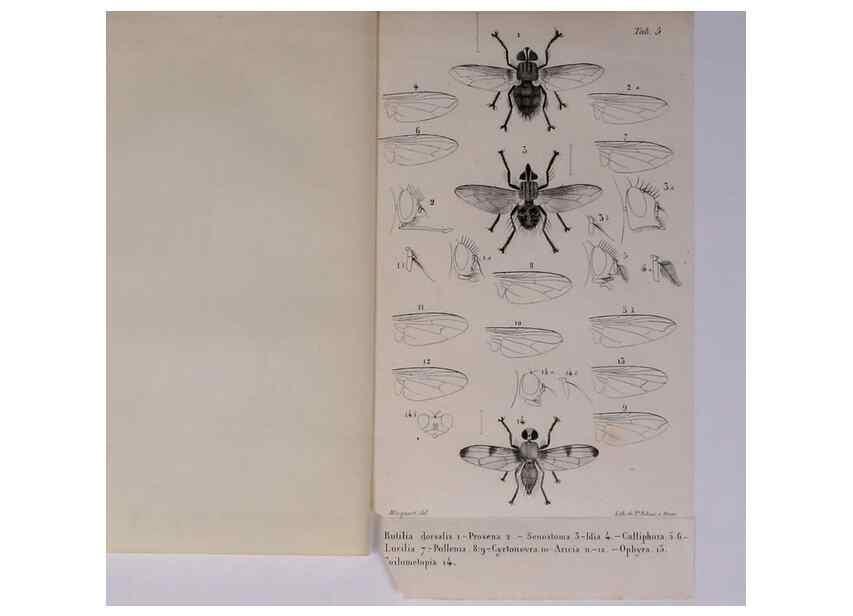 Reproducción/Reproduction 48602180232: Diptères exotiques nouveaux ou peu connus. Paris :Roret,1838-[43]. 