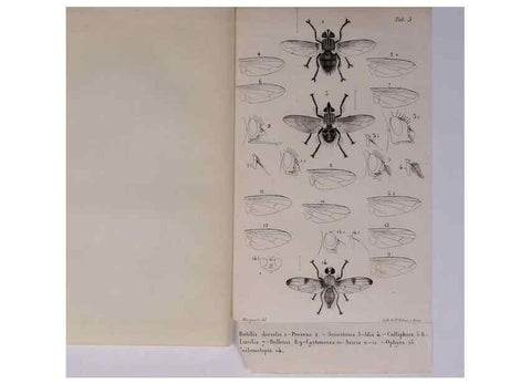 Reproducción/Reproduction 48602180232: Diptères exotiques nouveaux ou peu connus. Paris :Roret,1838-[43]. 