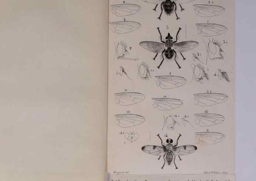 Reproducción/Reproduction 48602180232: Diptères exotiques nouveaux ou peu connus. Paris :Roret,1838-[43]. 