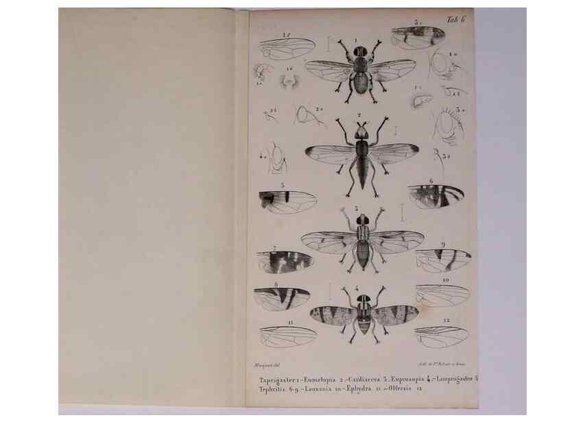Reproducción/Reproduction 48602180662: Diptères exotiques nouveaux ou peu connus. Paris :Roret,1838-[43]. 