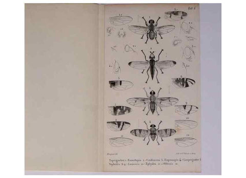 Reproducción/Reproduction 48602180662: Diptères exotiques nouveaux ou peu connus. Paris :Roret,1838-[43]. 