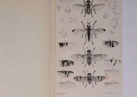 Reproducción/Reproduction 48602180662: Diptères exotiques nouveaux ou peu connus. Paris :Roret,1838-[43]. 