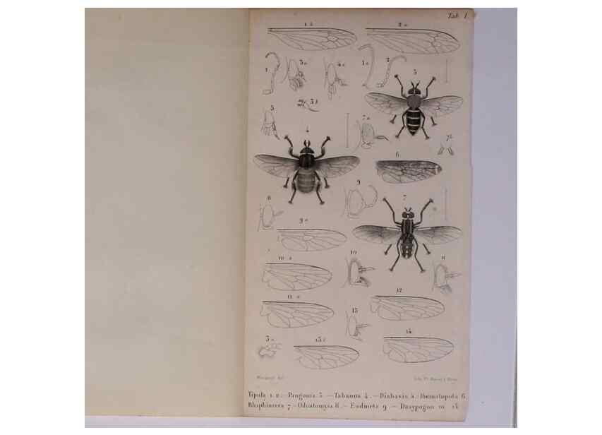 Reproducción/Reproduction 48602180877: Diptères exotiques nouveaux ou peu connus. Paris :Roret,1838-[43]. 