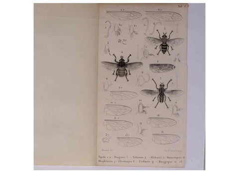 Reproducción/Reproduction 48602180877: Diptères exotiques nouveaux ou peu connus. Paris :Roret,1838-[43]. 