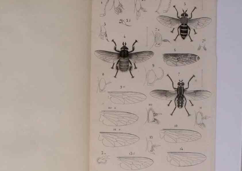Reproducción/Reproduction 48602180877: Diptères exotiques nouveaux ou peu connus. Paris :Roret,1838-[43]. 