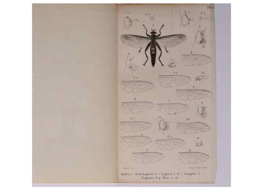 Reproducción/Reproduction 48602045361: Diptères exotiques nouveaux ou peu connus. Paris :Roret,1838-[43]. 