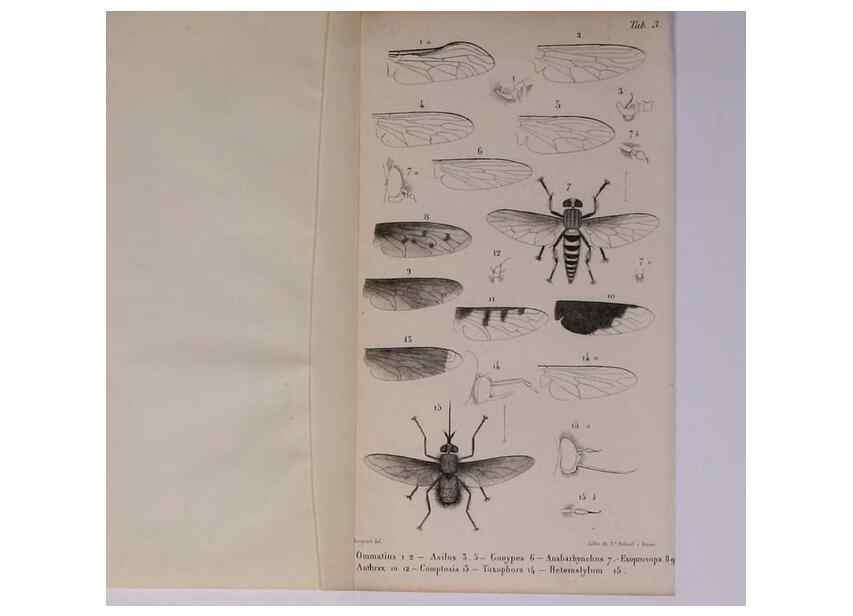 Reproducción/Reproduction 48602181457: Diptères exotiques nouveaux ou peu connus. Paris :Roret,1838-[43]. 