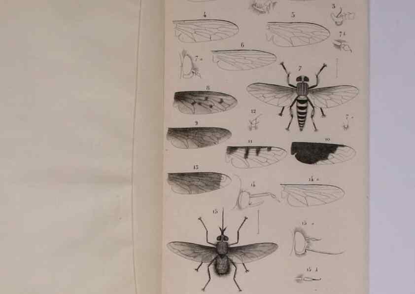 Reproducción/Reproduction 48602181457: Diptères exotiques nouveaux ou peu connus. Paris :Roret,1838-[43]. 