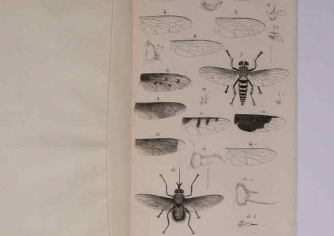 Reproducción/Reproduction 48602181457: Diptères exotiques nouveaux ou peu connus. Paris :Roret,1838-[43]. 