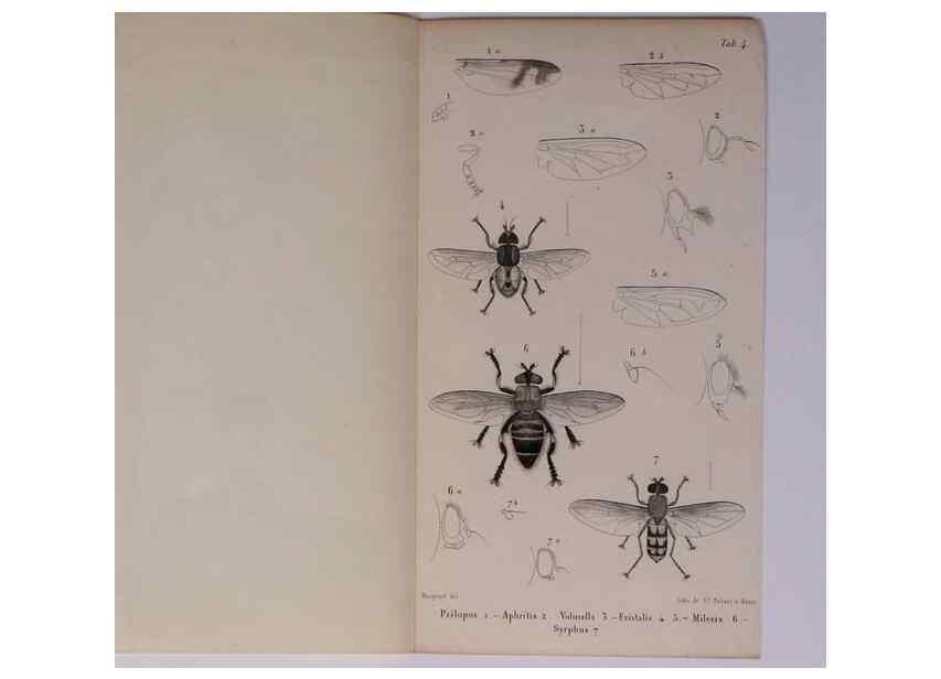 Reproducción/Reproduction 48602045936: Diptères exotiques nouveaux ou peu connus. Paris :Roret,1838-[43]. 