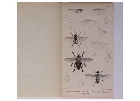 Reproducción/Reproduction 48602045936: Diptères exotiques nouveaux ou peu connus. Paris :Roret,1838-[43]. 
