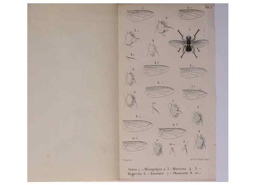 Reproducción/Reproduction 48602046266: Diptères exotiques nouveaux ou peu connus. Paris :Roret,1838-[43]. 