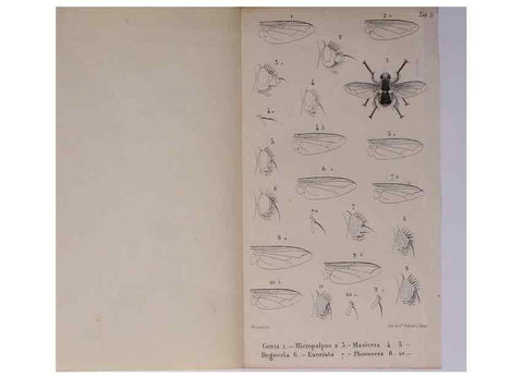 Reproducción/Reproduction 48602046266: Diptères exotiques nouveaux ou peu connus. Paris :Roret,1838-[43]. 