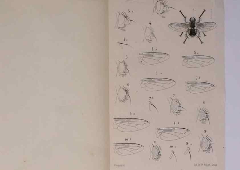 Reproducción/Reproduction 48602046266: Diptères exotiques nouveaux ou peu connus. Paris :Roret,1838-[43]. 