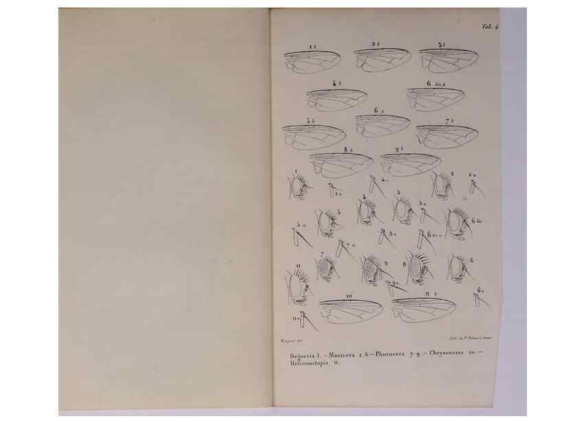 Reproducción/Reproduction 48602180002: Diptères exotiques nouveaux ou peu connus. Paris :Roret,1838-[43]. 