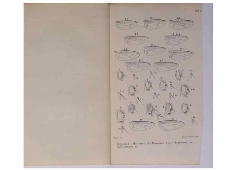 Reproducción/Reproduction 48602180002: Diptères exotiques nouveaux ou peu connus. Paris :Roret,1838-[43]. 