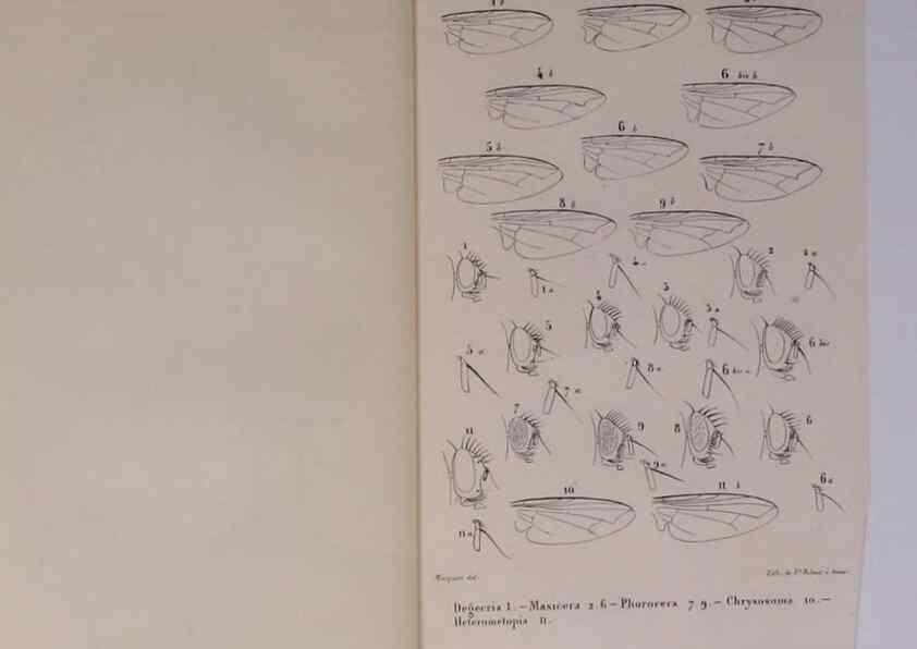 Reproducción/Reproduction 48602180002: Diptères exotiques nouveaux ou peu connus. Paris :Roret,1838-[43]. 