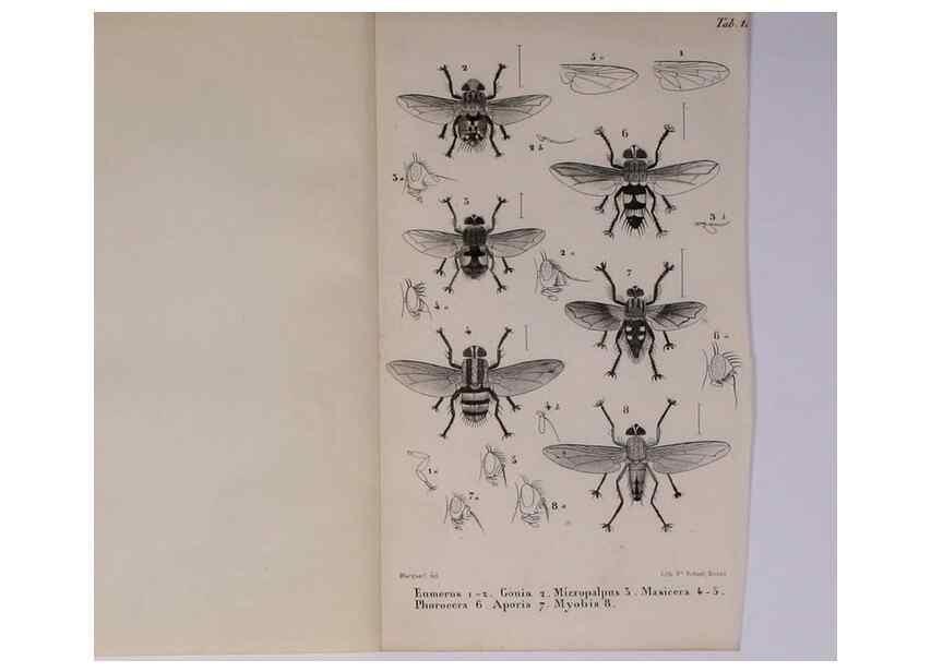 Reproducción/Reproduction 48602041491: Diptères exotiques nouveaux ou peu connus. Paris :Roret,1838-[43]. 