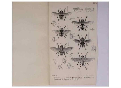 Reproducción/Reproduction 48602041491: Diptères exotiques nouveaux ou peu connus. Paris :Roret,1838-[43]. 