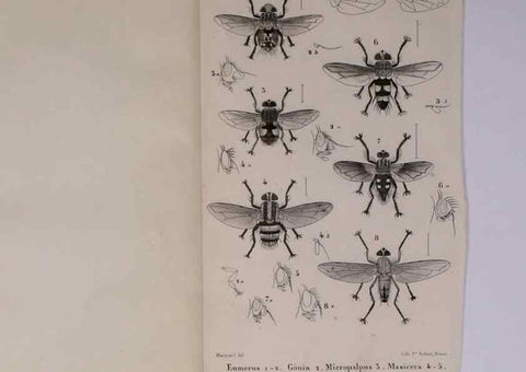 Reproducción/Reproduction 48602041491: Diptères exotiques nouveaux ou peu connus. Paris :Roret,1838-[43]. 