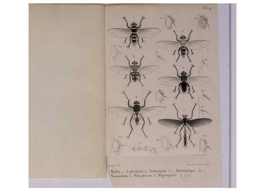 Reproducción/Reproduction 48602230672: Diptères exotiques nouveaux ou peu connus. Paris :Roret,1838-[43]. 