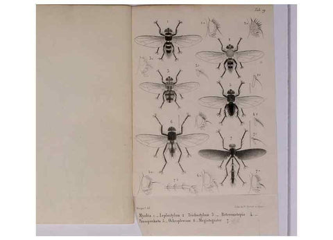 Reproducción/Reproduction 48602230672: Diptères exotiques nouveaux ou peu connus. Paris :Roret,1838-[43]. 