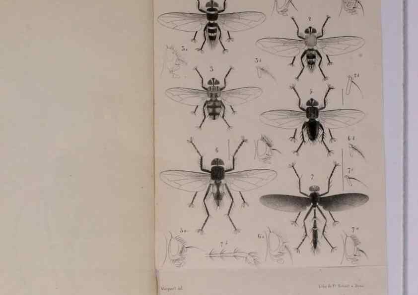 Reproducción/Reproduction 48602230672: Diptères exotiques nouveaux ou peu connus. Paris :Roret,1838-[43]. 