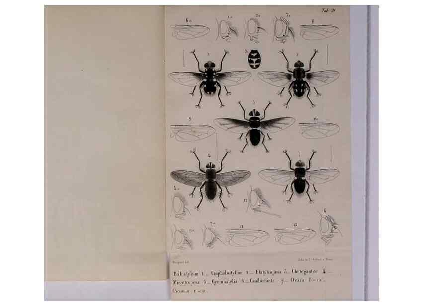 Reproducción/Reproduction 48602231182: Diptères exotiques nouveaux ou peu connus. Paris :Roret,1838-[43]. 