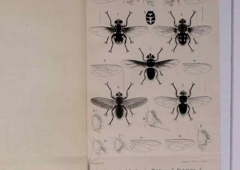 Reproducción/Reproduction 48602231182: Diptères exotiques nouveaux ou peu connus. Paris :Roret,1838-[43]. 