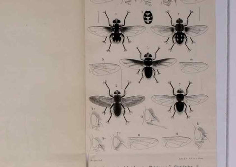 Reproducción/Reproduction 48602231182: Diptères exotiques nouveaux ou peu connus. Paris :Roret,1838-[43]. 