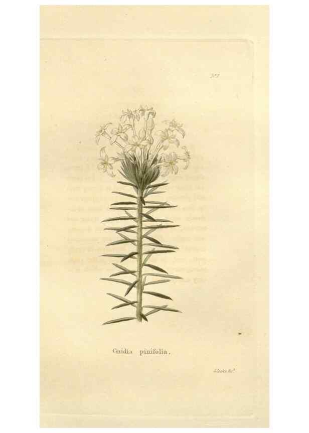 Reproducción/Reproduction 48623341663: The botanical cabinet. London :John & Arthur Arch ...,1817-1833.. 