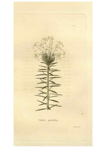 Reproducción/Reproduction 48623341663: The botanical cabinet. London :John & Arthur Arch ...,1817-1833.. 