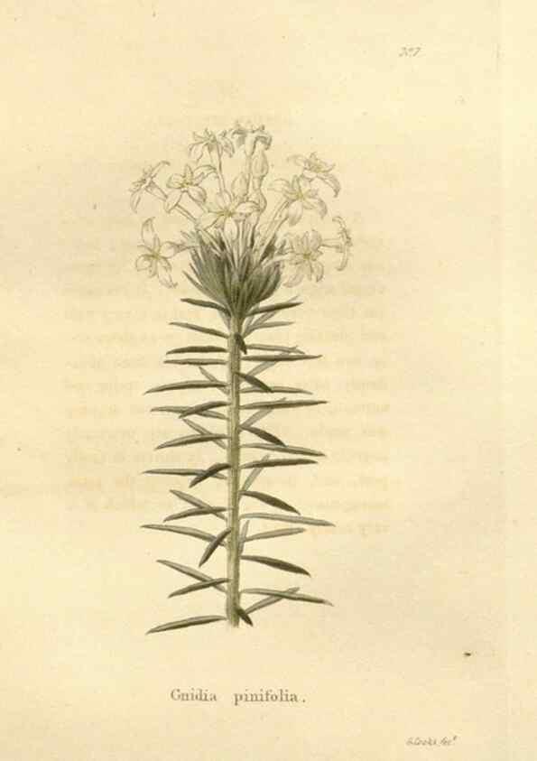 Reproducción/Reproduction 48623341663: The botanical cabinet. London :John & Arthur Arch ...,1817-1833.. 