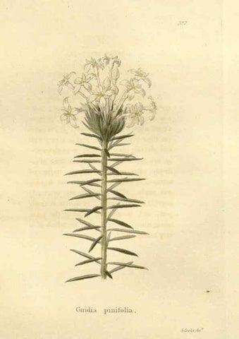 Reproducción/Reproduction 48623341663: The botanical cabinet. London :John & Arthur Arch ...,1817-1833.. 