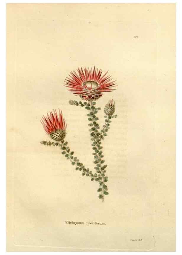 Reproducción/Reproduction 48623695211: The botanical cabinet. London :John & Arthur Arch ...,1817-1833.. 